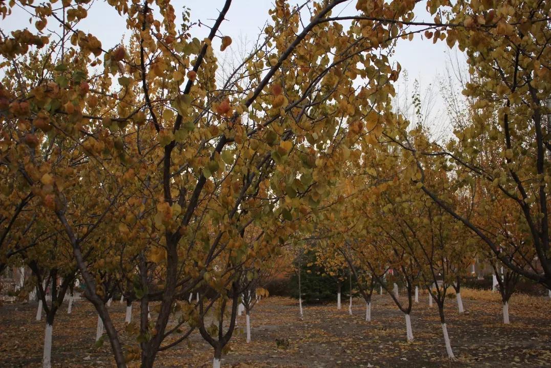 北京科技大学天津学院原独立学院,北京科技大学天津学院独立学院