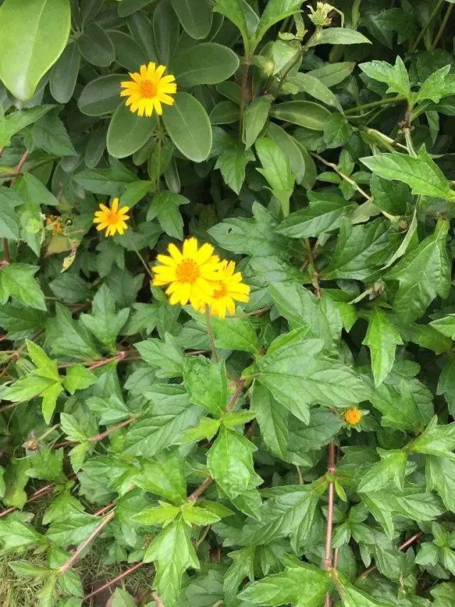 100种常见观叶植物图鉴史上最全,农村常见的100种植物