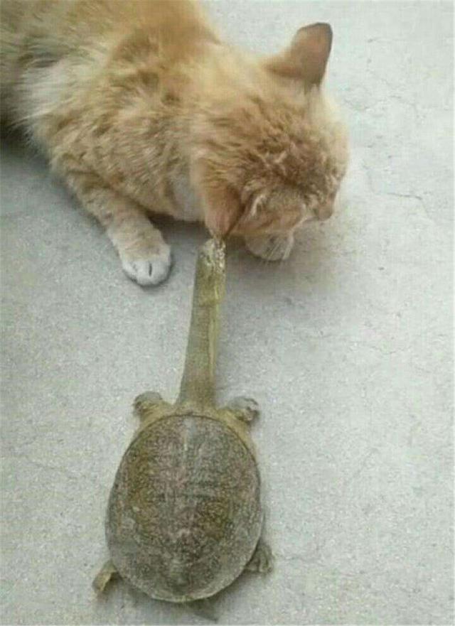 新手养鱼推荐混养品种,新手养鱼入门鱼种混养