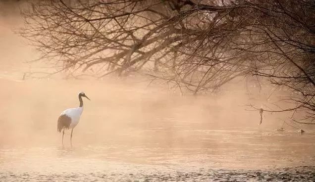 丹顶鹤的忠贞,丹顶鹤浪漫忠贞