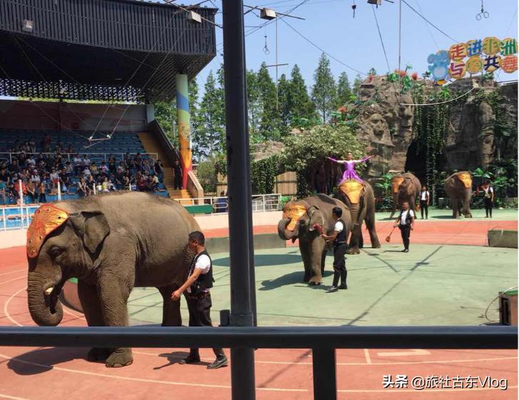 上海野生动物园冬天动物多吗,上海野生动物园中的动物