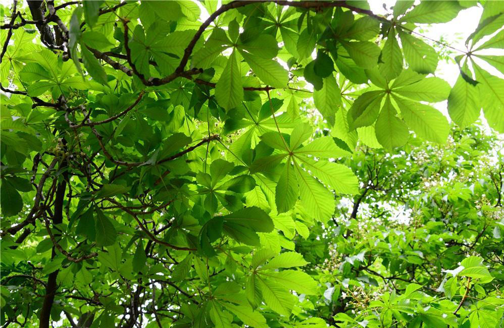 说文解字第339讲,说文解字第143课全集