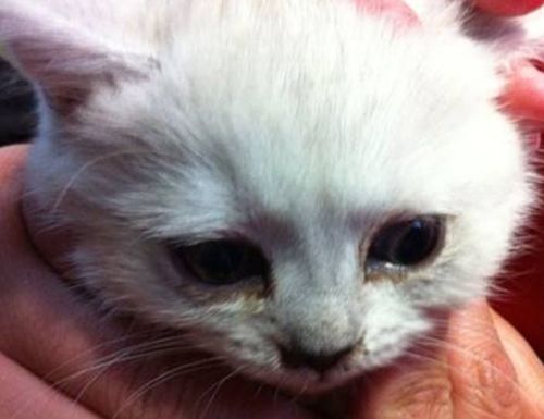 猫咪眼屎黄粘稠怎么回事,猫咪流眼屎用什么眼药水