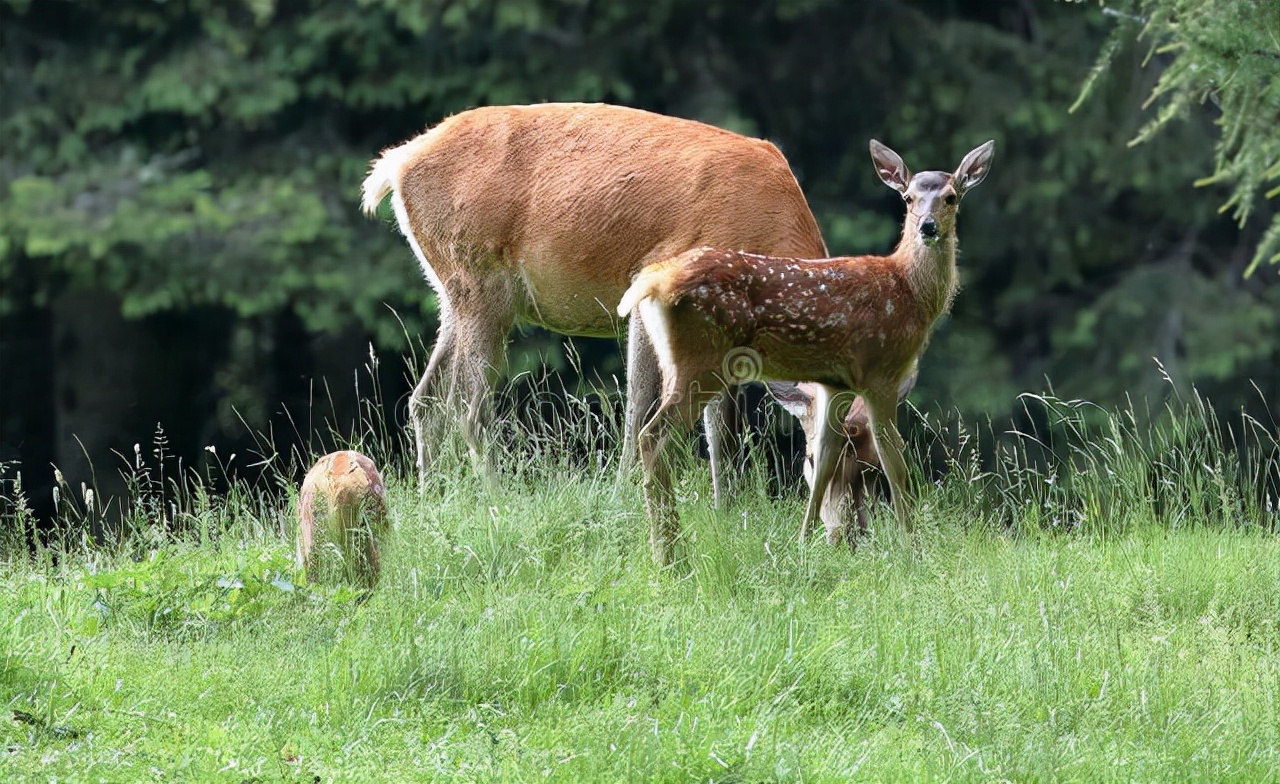 故事：士官“丢丢”的婚事