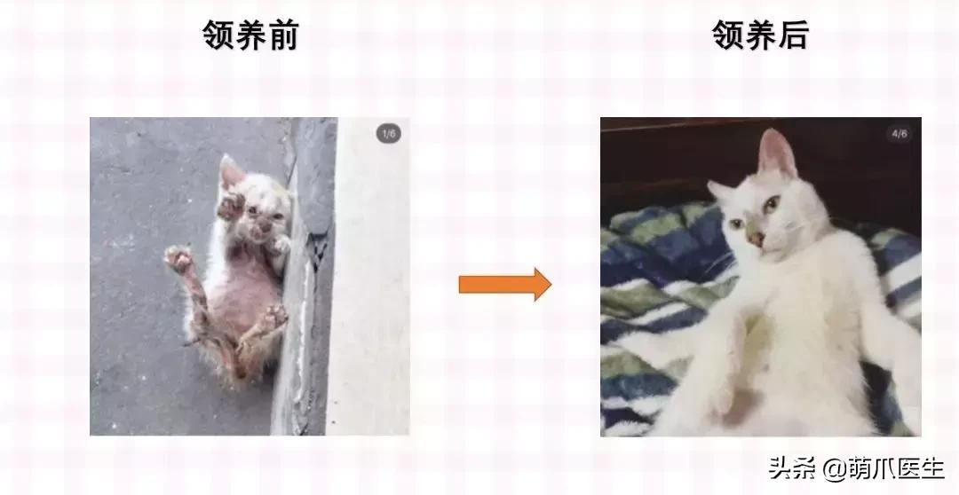 领养一只猫真的很难吗,领养很难