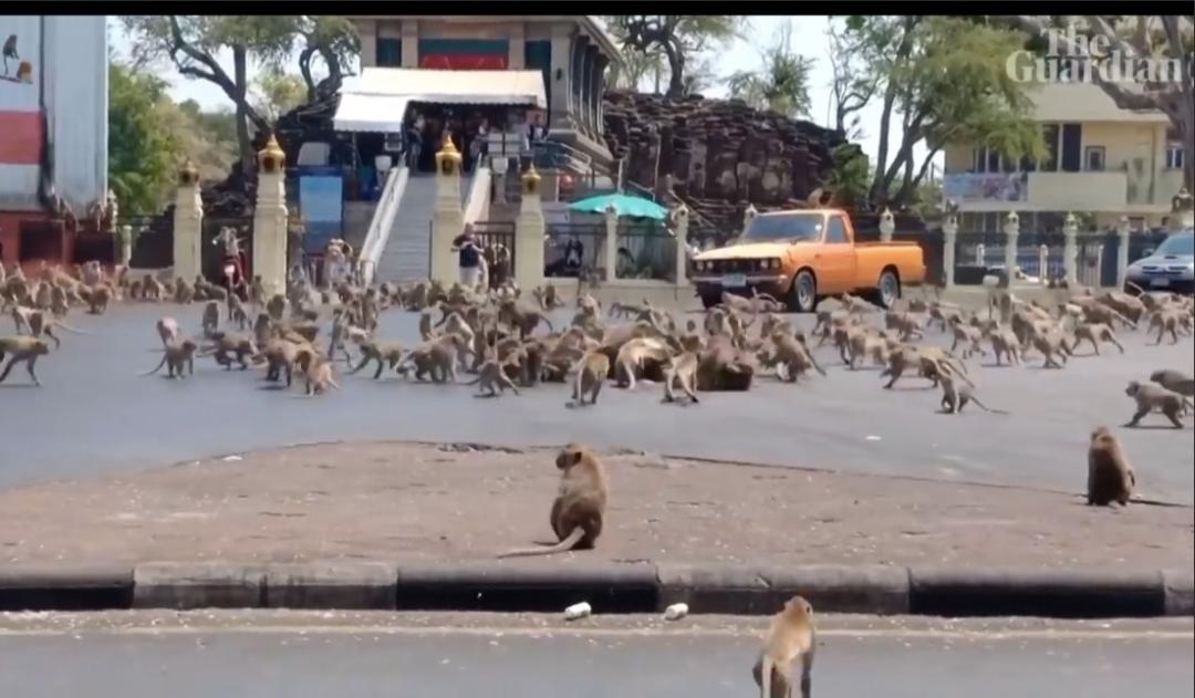 泰国大象因疫情失业徒步返乡视频,疫情过后的大象