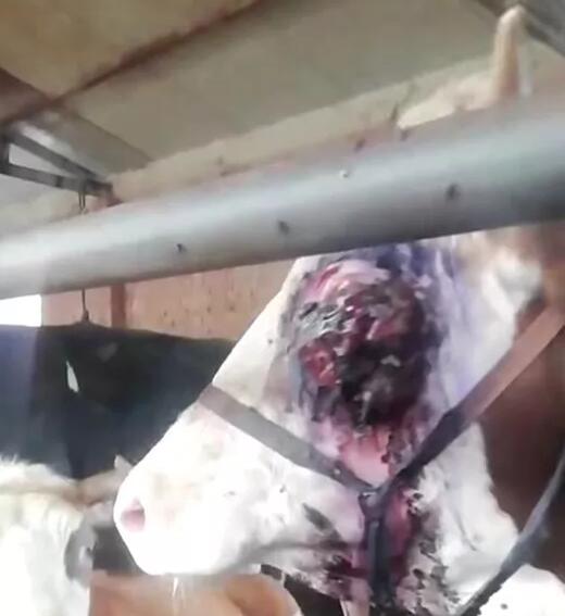 牛喜欢流眼泪是怎么回事,牛眼睛长一层白膜一直流眼泪