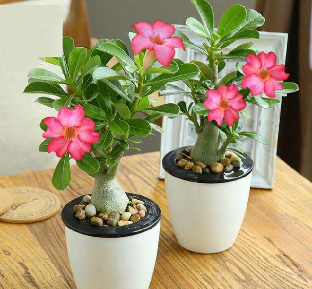 富贵花金玉满堂怎么栽培,6种长寿花能活一百年漂亮又吉利