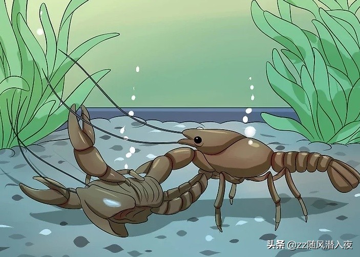 如何养小龙虾视频教程,怎么饲养小龙虾小龙虾吃什么