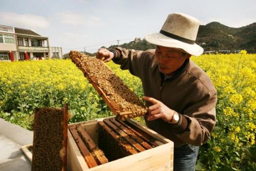 蜜蜂孢子虫病怎么防治,蜜蜂得了寄生虫病怎么治疗