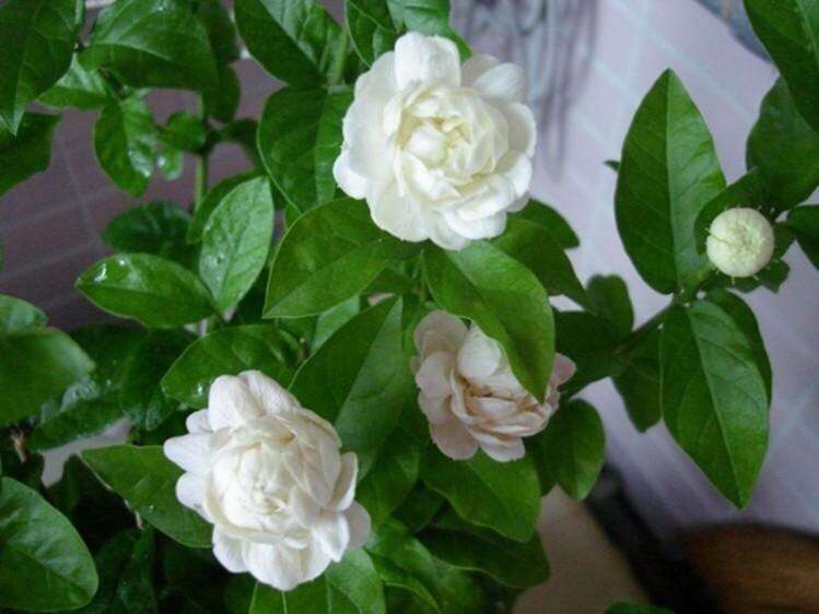 茉莉花过冬的最佳方法,茉莉花过冬枝芽全部枯萎后怎么办
