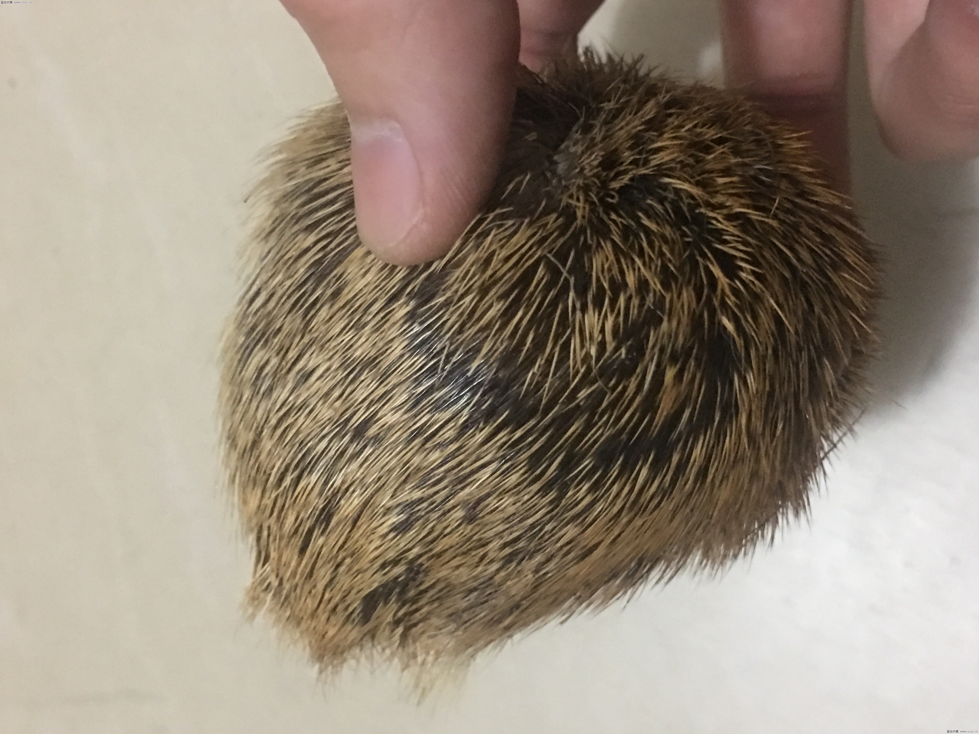 麝香酒诱鱼需要多久,麝香酒钓鱼骗局