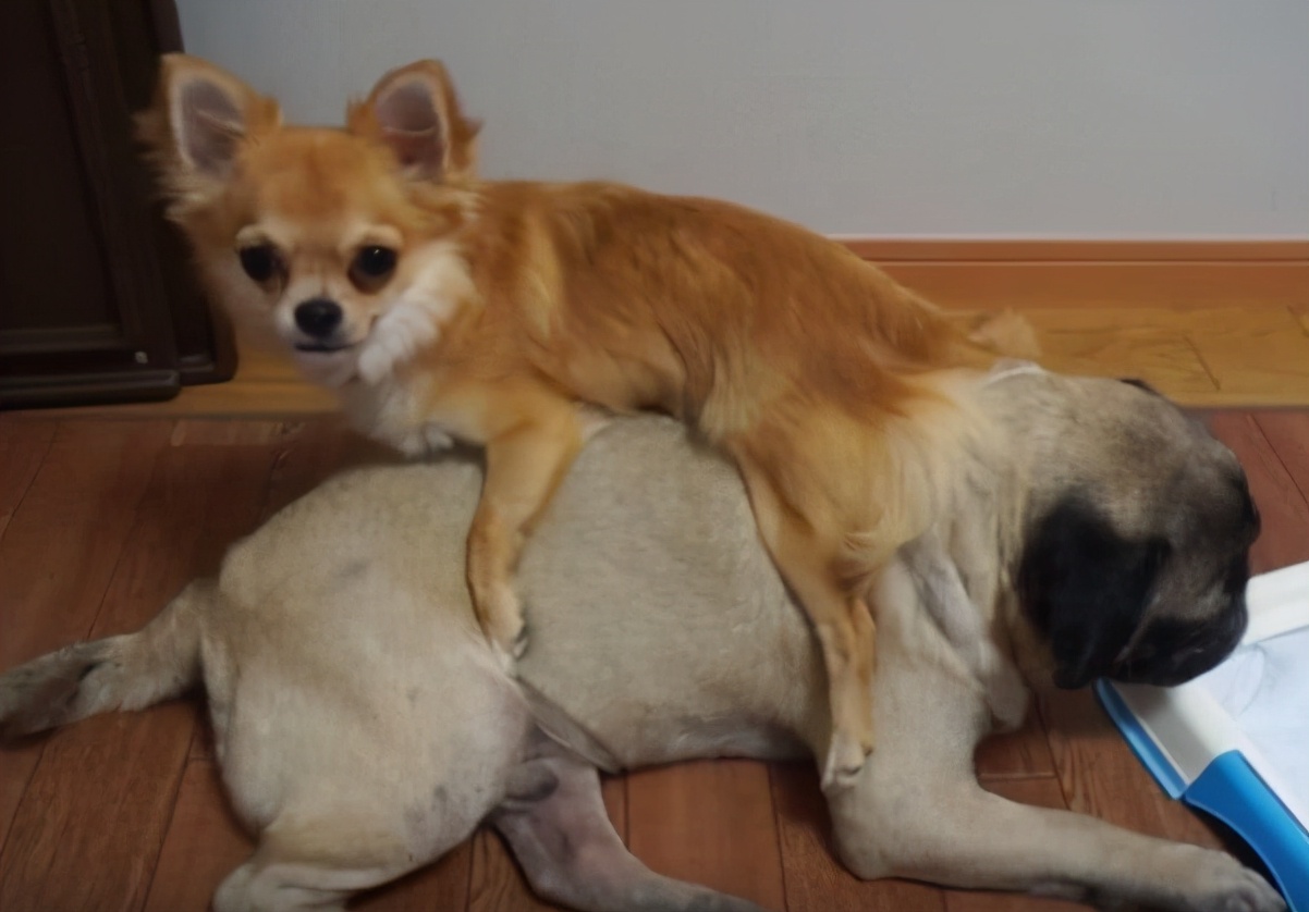 “忽悠”我买吉娃娃的人，你们把我害苦了