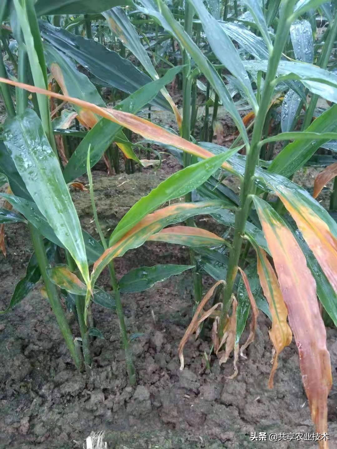 大姜大培土晚了,大姜顶部烂叶怎样防治