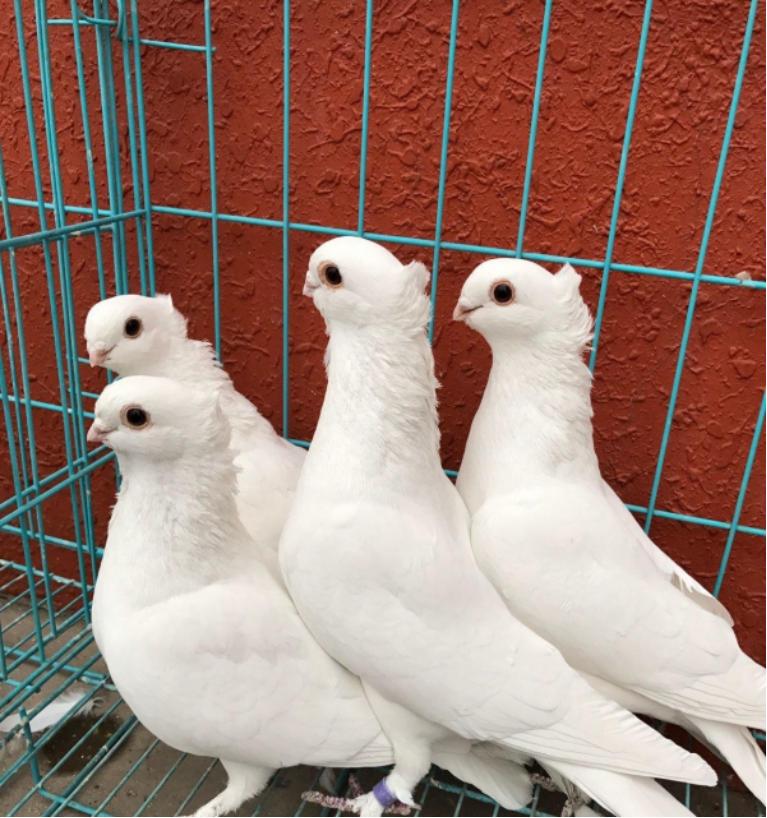 赛鸽名家怎样挑赛鸽品质,赛鸽配对怎么选择种鸽品种