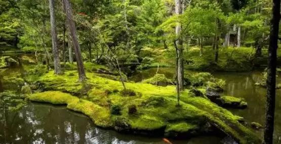 禅意庭院一定要用苔藓吗,禅意苔藓微景观制作视频