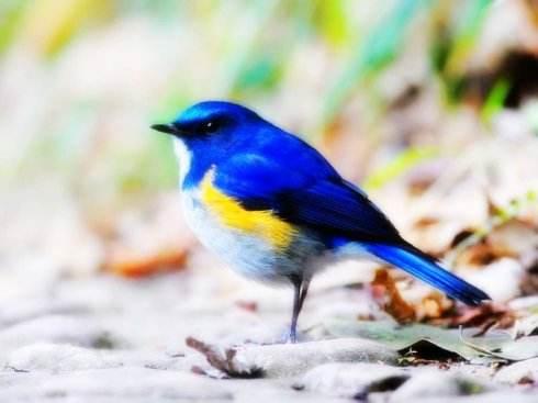 上帝和知更鸟,知更鸟为什么叫上帝之鸟