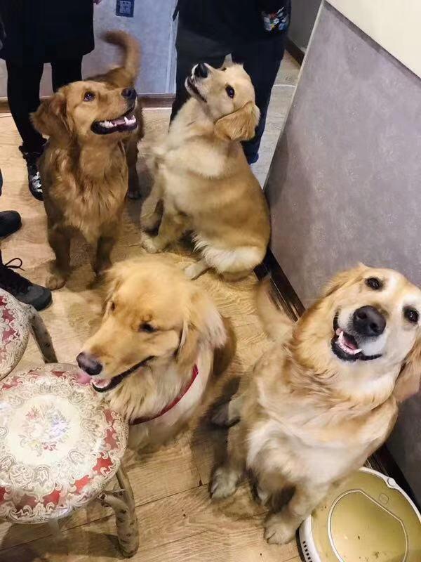 铲屎官发现遛狗的好办法,当代铲屎官出门遛狗新方式