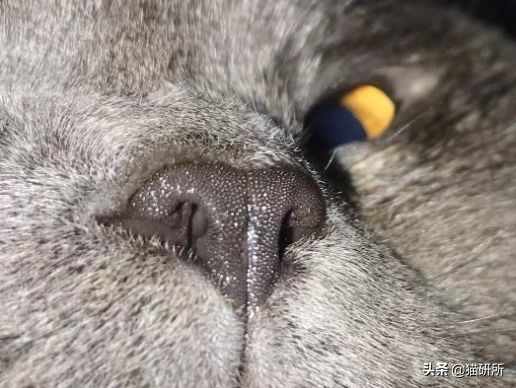 每天15分钟,医生手把手教你做17项猫咪全身检查