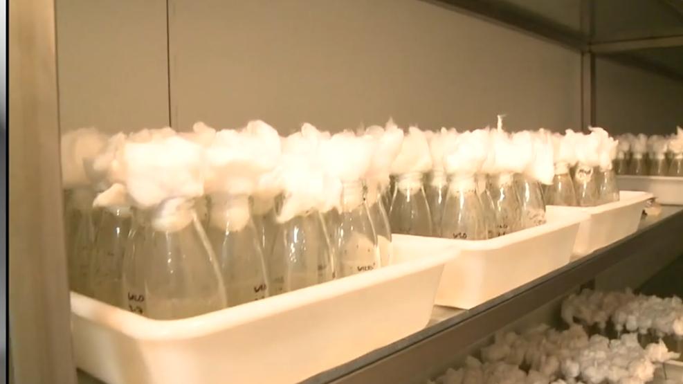 又想对华输入“病毒”？海关拦截美国怪异包裹，内藏66管黑腹果蝇