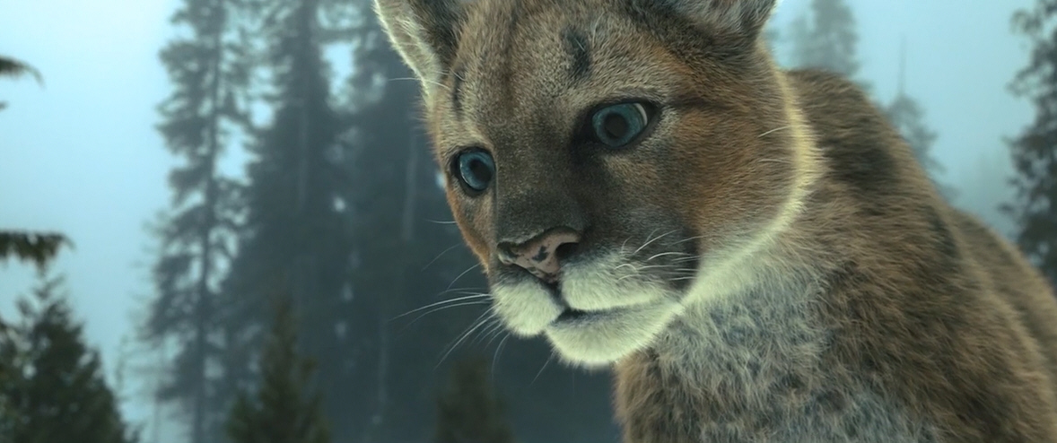 电影故事：一条小狗穿越四百英里回家的故事