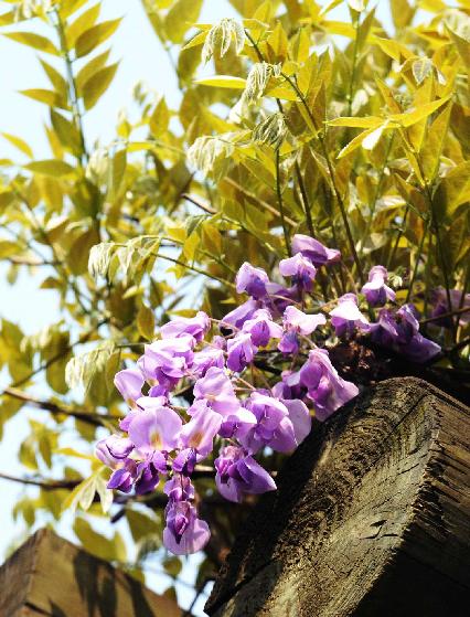 寿命最长的紫藤,紫藤寿命