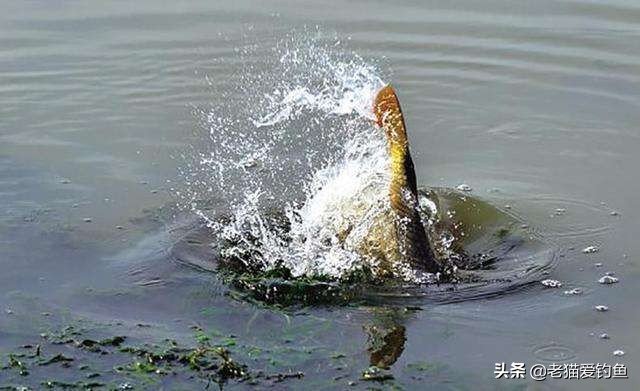 鲤鱼经常跳出水面为什么钓不到鱼,鲤鱼起浮正确方法