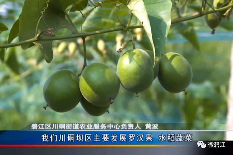 铜仁川硐未来发展前景如何,铜仁碧江川硐发展不利因素