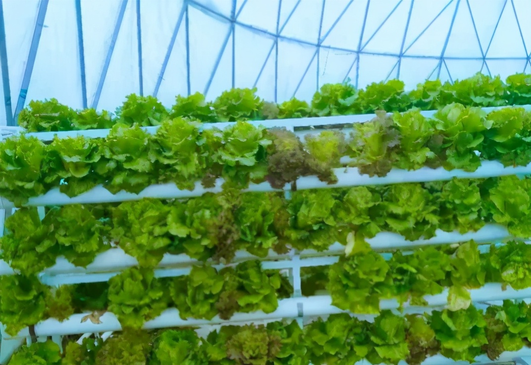 用低成本打造高颜值农场,广东夫妇超省钱