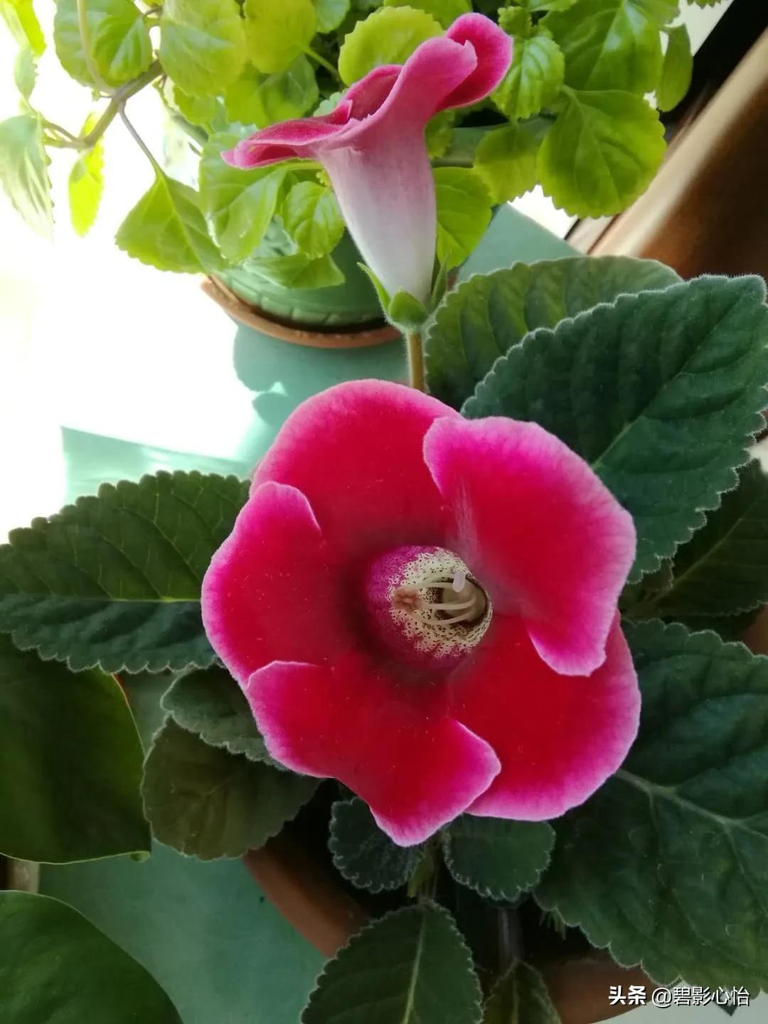 微生物菌剂可以给芙蓉花追肥吗,芙蓉花败了怎么追肥