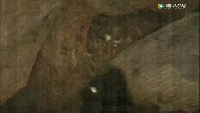 跟狮子抢肉，怼非洲鬣狗，看硬核“平头姐”成长史！