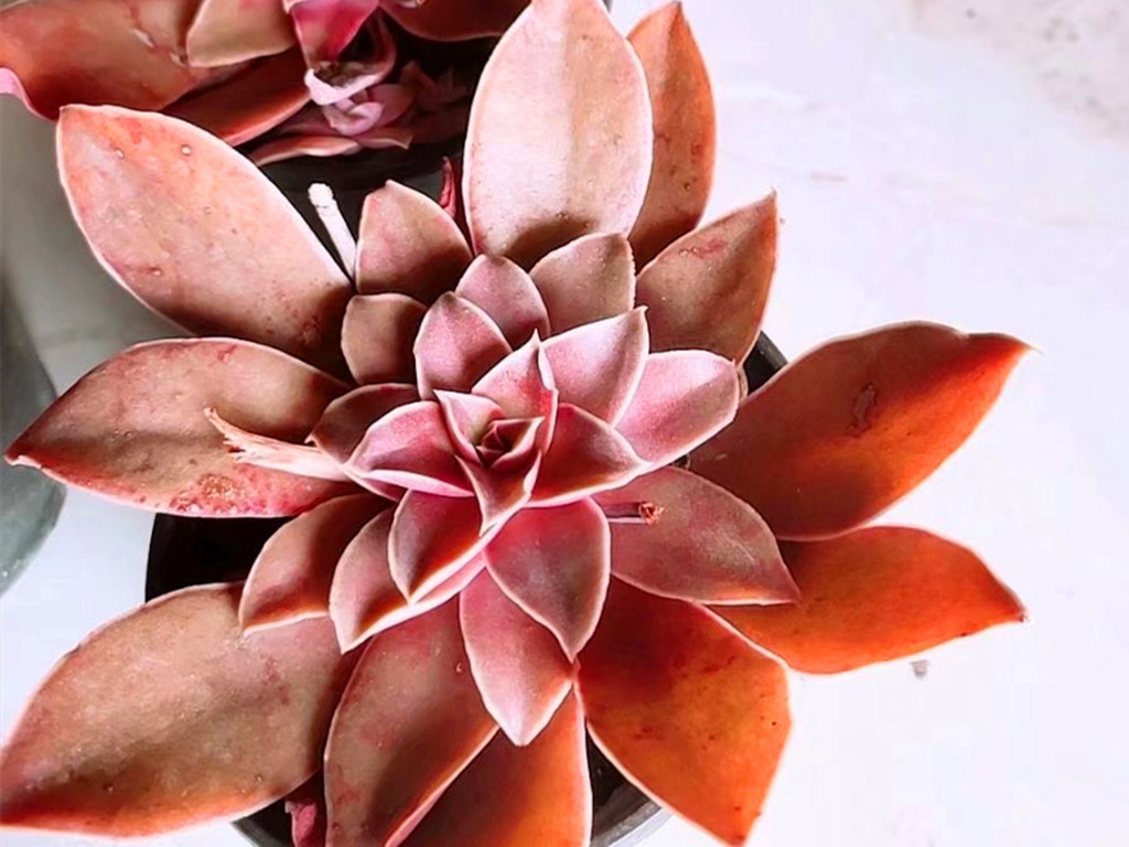 多肉怎么养不长高只长胖,多肉怎么养才能长胖