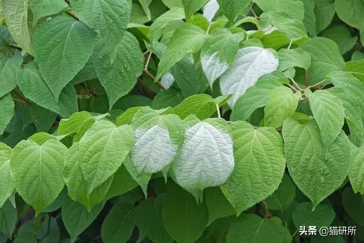 猫薄荷骗猫喝水有危害吗,为什么猫吸猫薄荷会上瘾