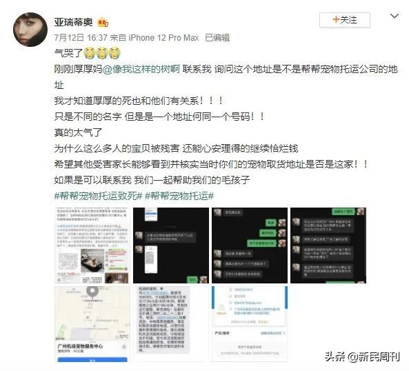 空运金毛死了,托运被热死的金毛