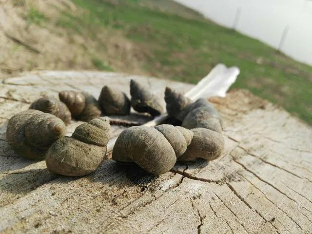 虾稻田怎样放地笼,地笼放河虾要注意什么