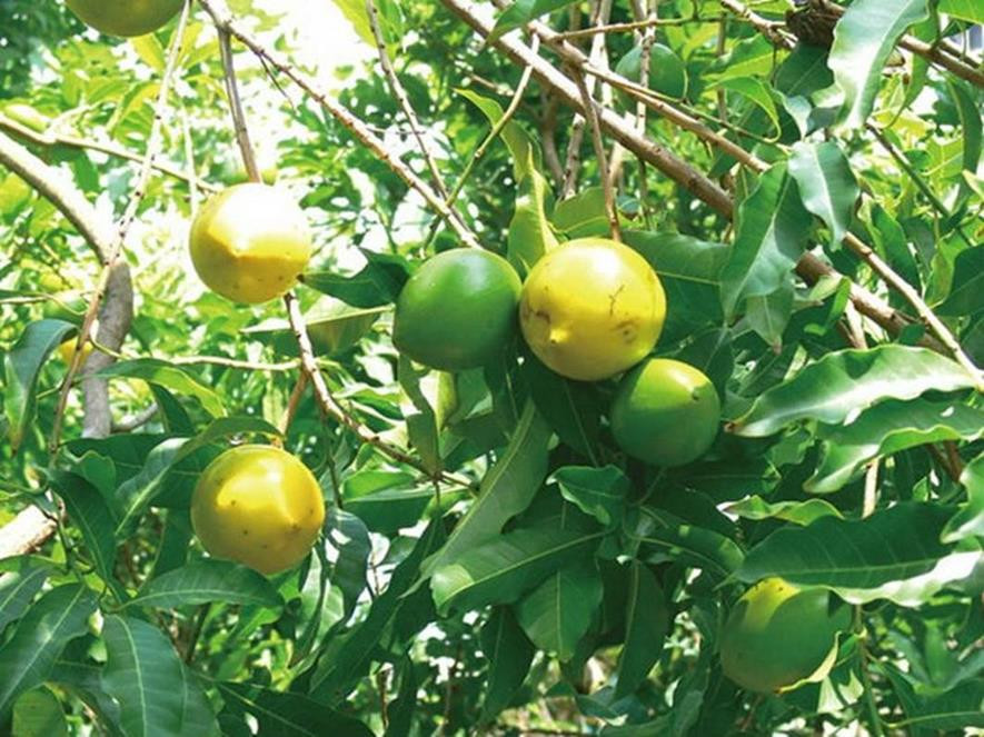 百种味道的果子,四季百种果子图片