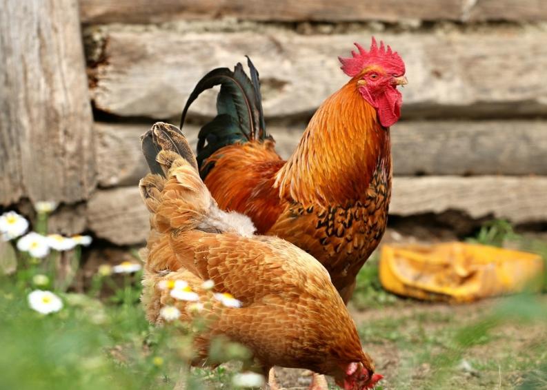 鸡呼吸道堵塞有哪些病,鸡支堵的防治方法