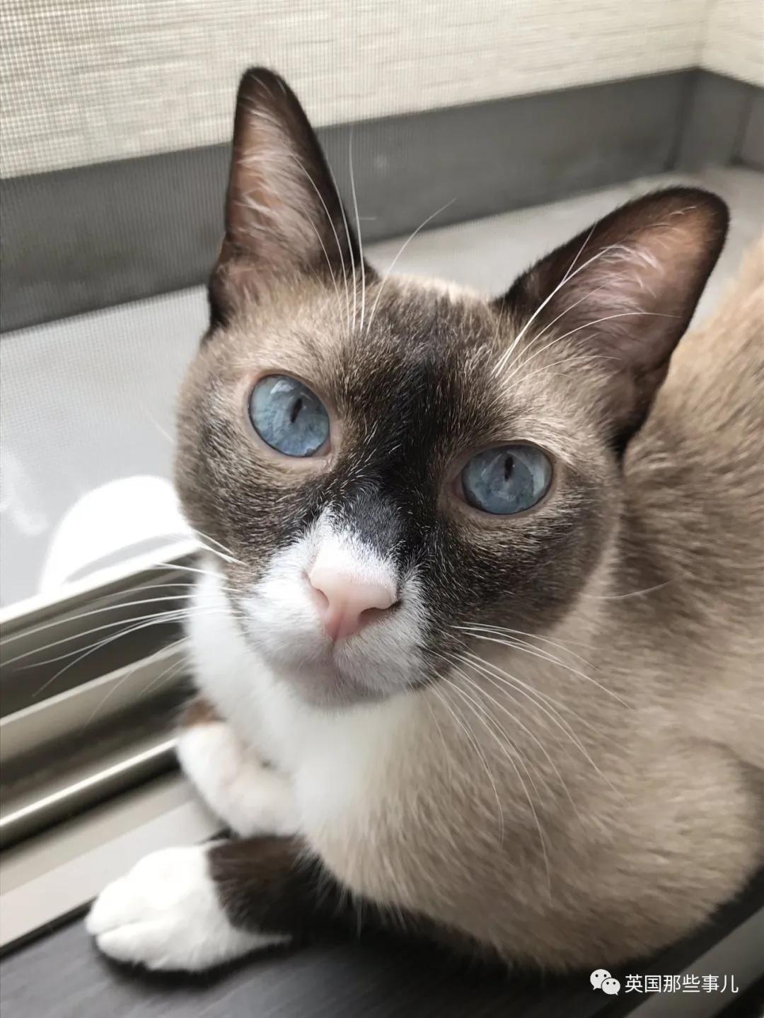 养暹罗等于养好几种猫,重庆暹罗猫变黑了还能白回来吗