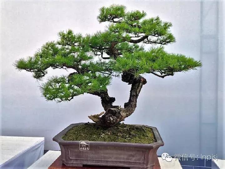 苍劲古朴挺拔有力的老桩盆景欣赏,老态龙钟盆景作品欣赏