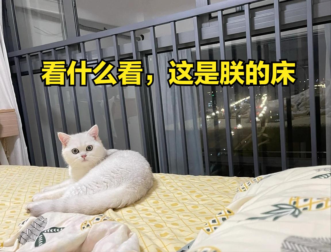 养猫人过年回家应该准备些什么,养猫前需要买些什么