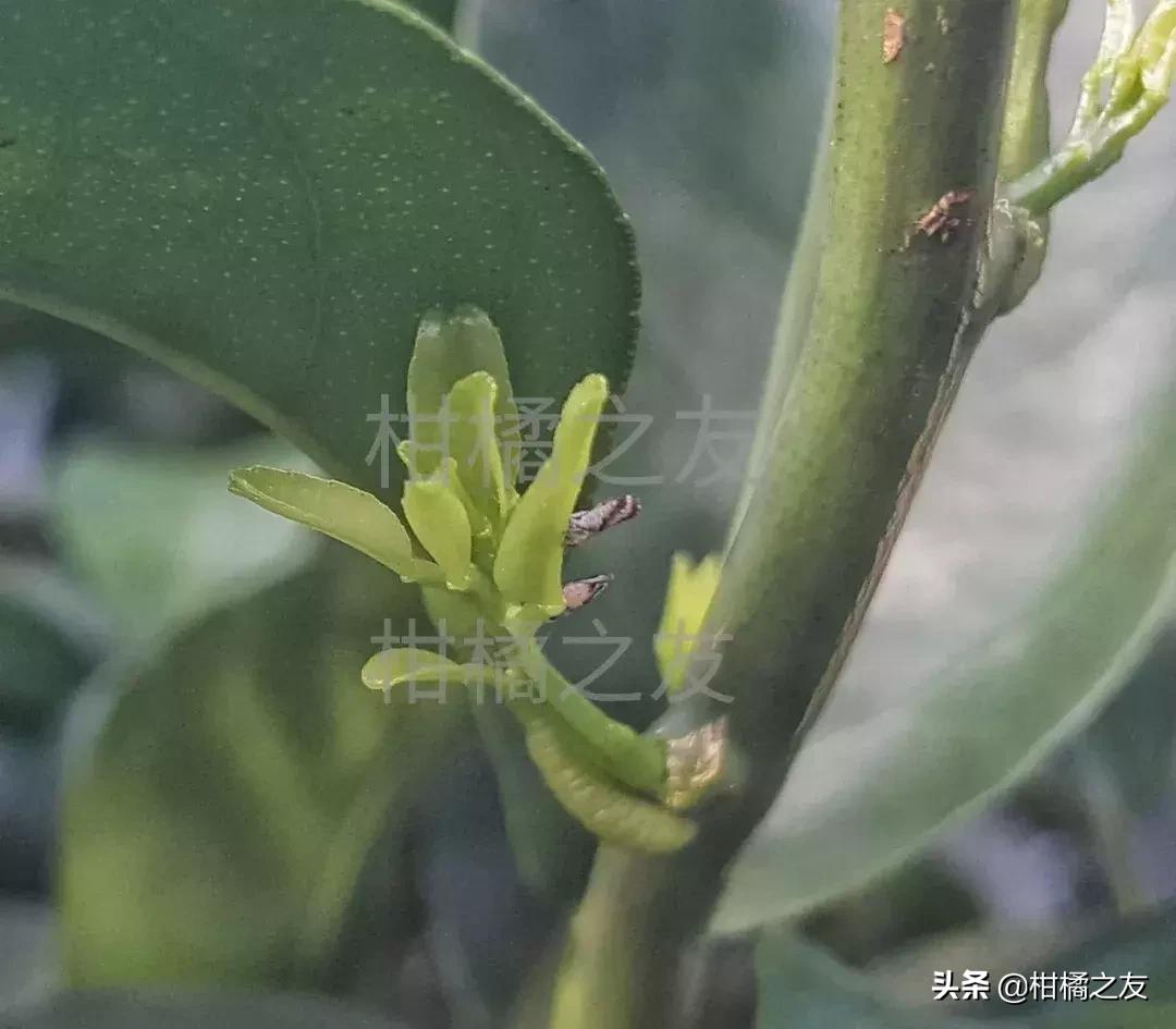 柑橘木虱防治工作要重视，果农分享五大防治要点