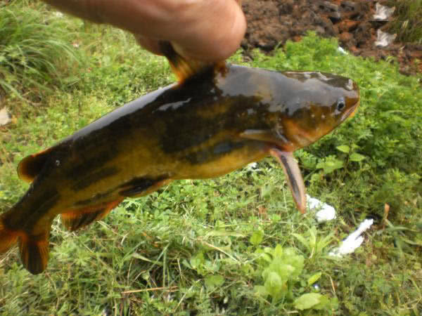 夏季钓野河怎样选钓位,初夏钓野鲫怎么选钓点