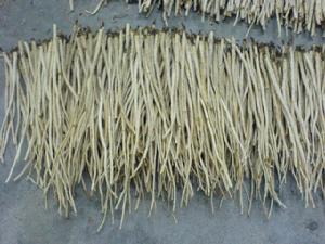 沙参是什么科植物,沙参是什么种形态