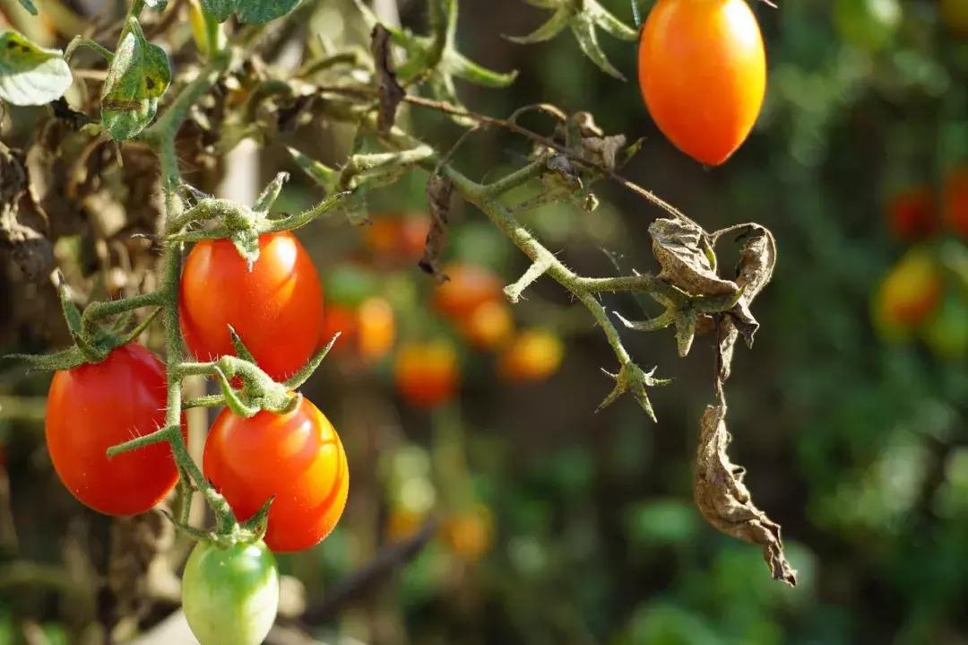 番茄是一种常见植物,番茄是一个很不错的水果