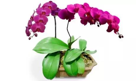 史上最全的兰花鉴赏,兰花品种之精品欣赏