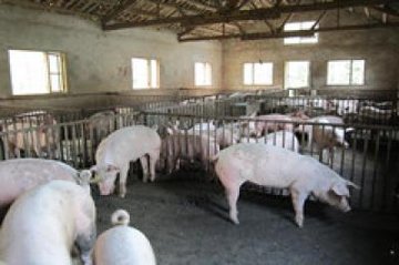 生猪产能恢复最新时间表,生猪产能彻底反弹