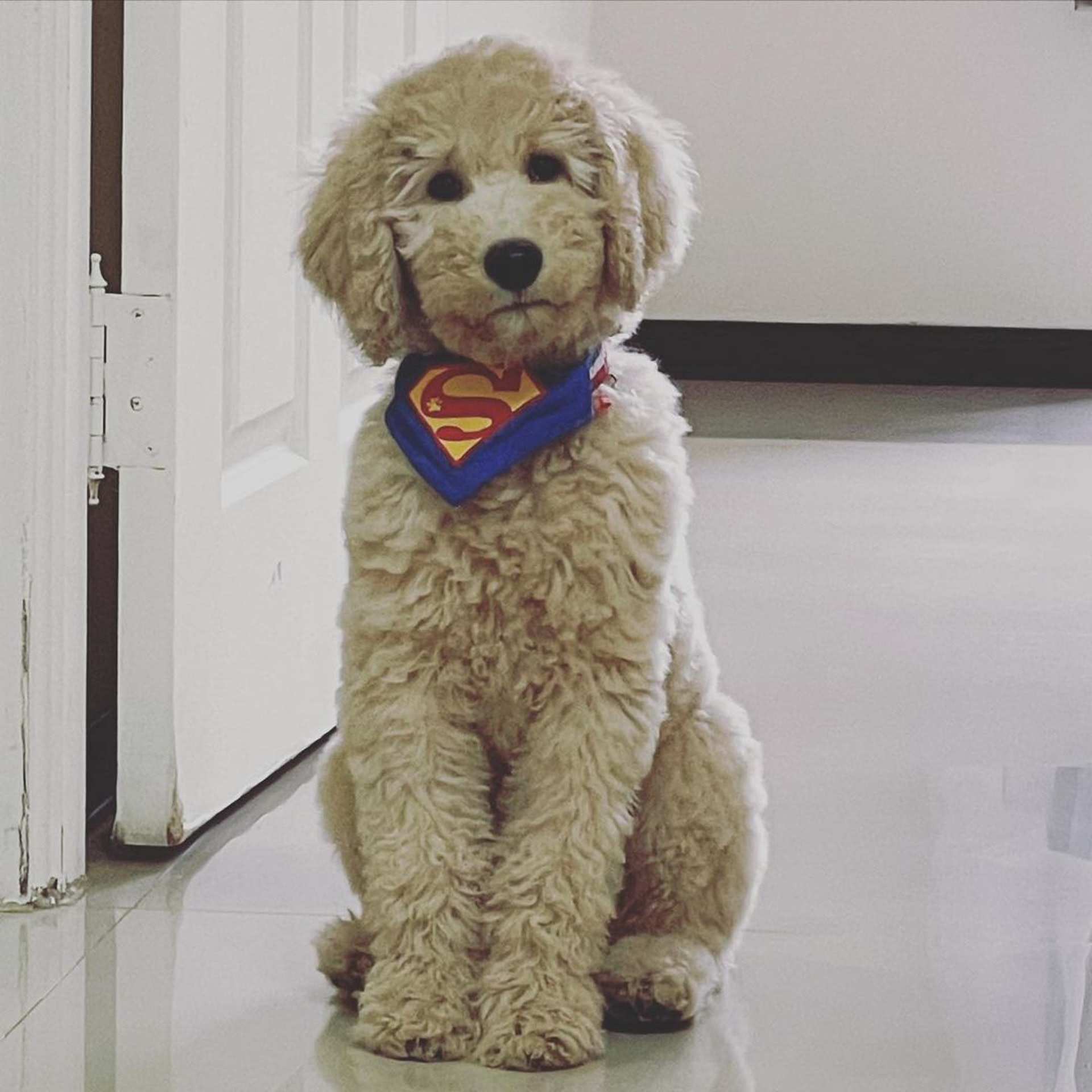 家里两只巨型贵宾犬,巨型贵宾犬发疯