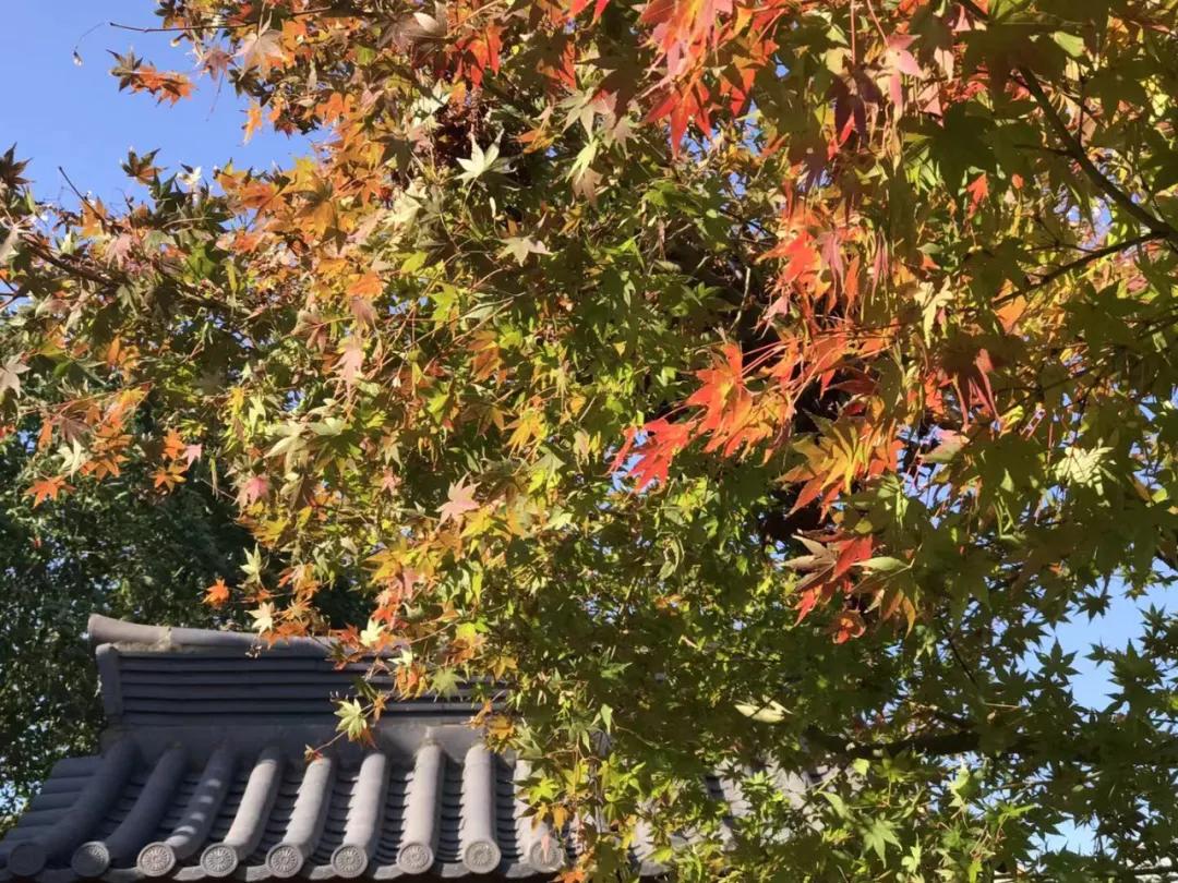 “佛教慈护师”诞生记！宗教上和学术上的双突破，赶快来看