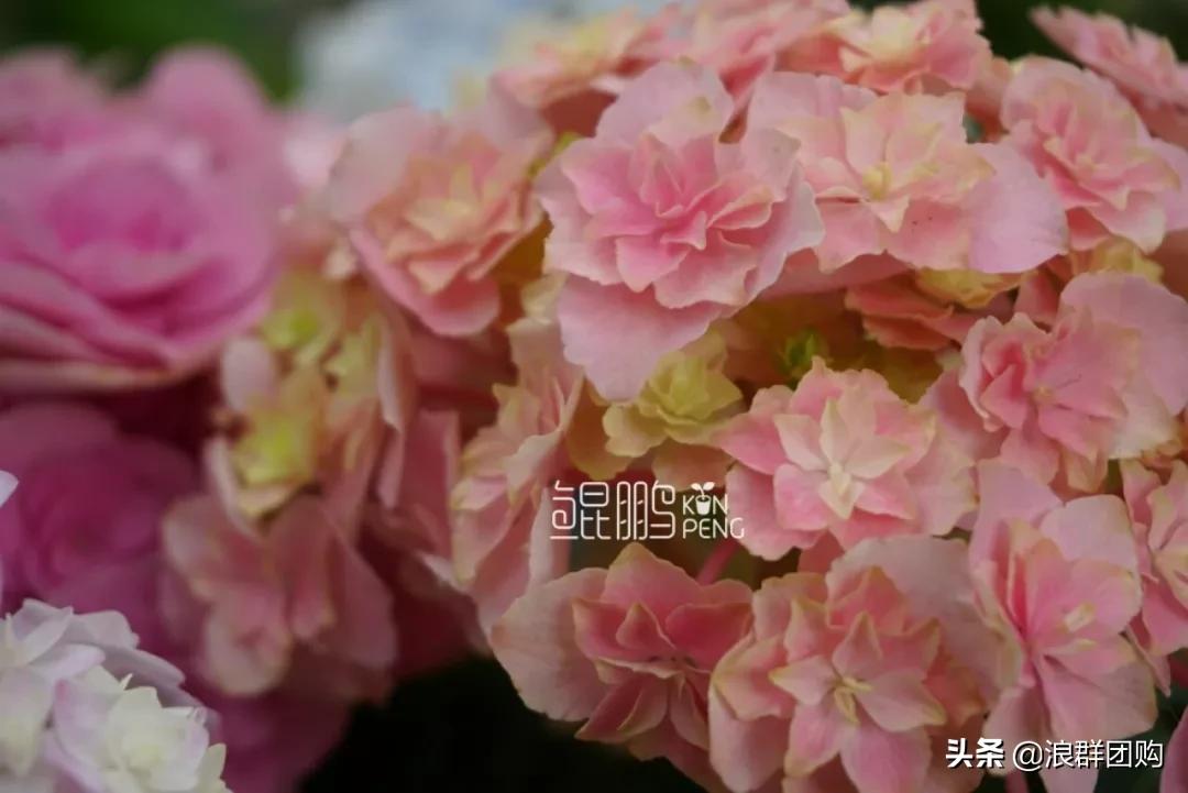 十种好看的绣球,最好看的绣球花视频