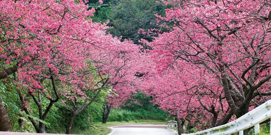 这个冬天来威海玩雪吧,冲绳出海看鲸鱼的季节